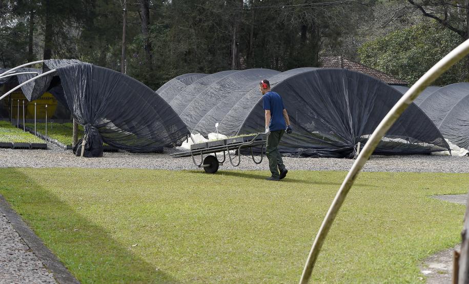 CAMPO E FRUTOS E VIVEIROS