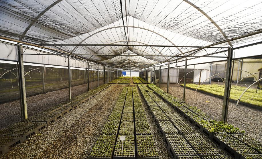 CAMPO E FRUTOS E VIVEIROS