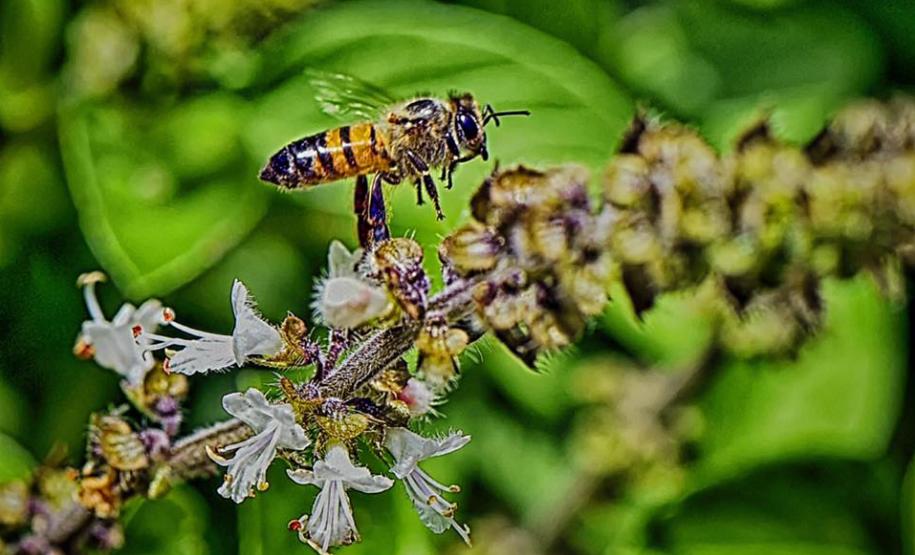 Poliniza Paraná fica entre os 20 projetos mais influentes na América Latina em 2024
