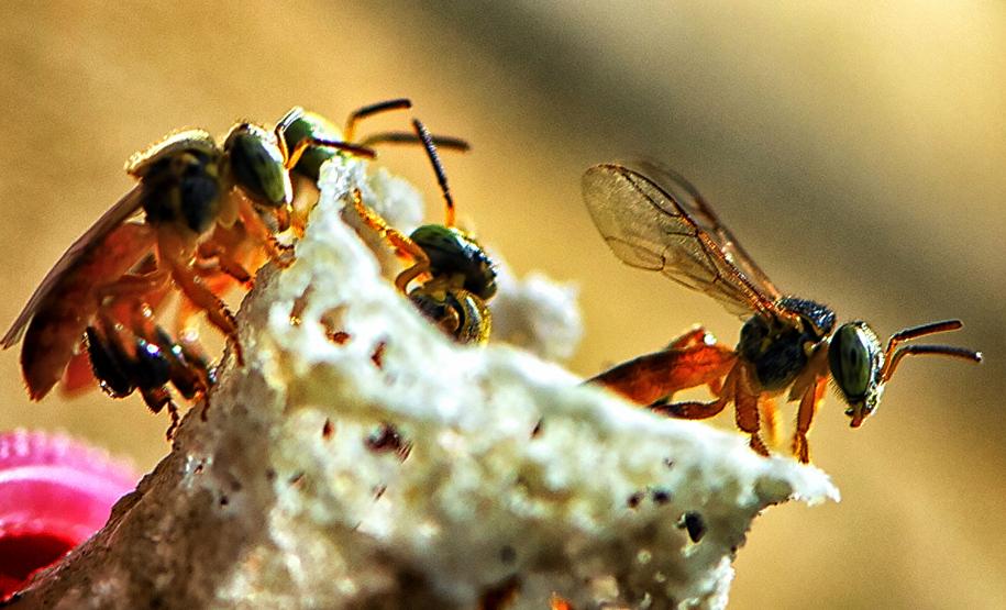 Poliniza Paraná fica entre os 20 projetos mais influentes na América Latina em 2024