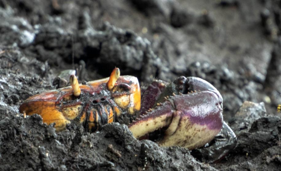 Foto de caranguejo em praia