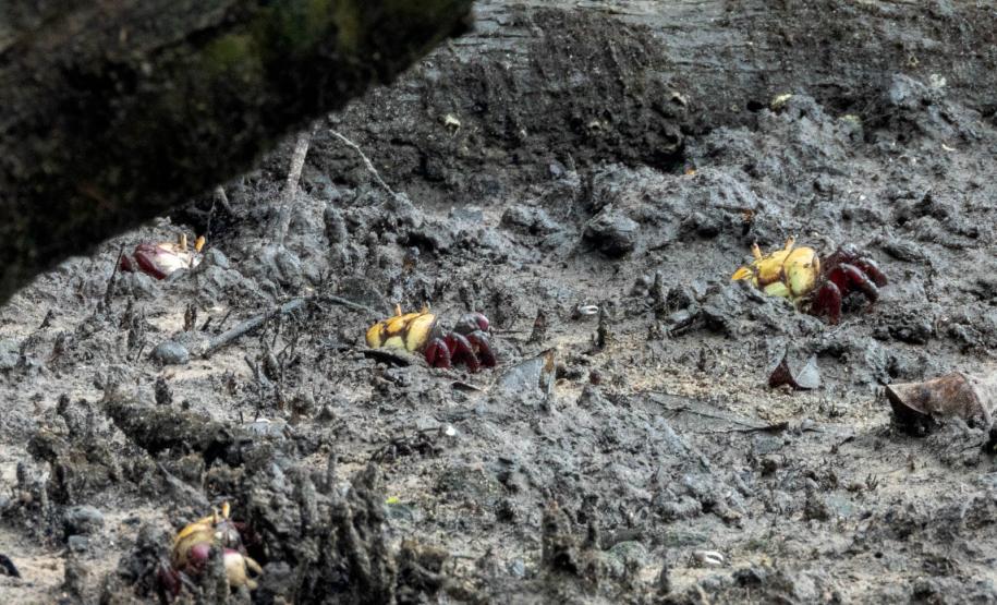 Foto de caranguejo em praia