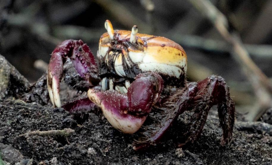 Foto de caranguejo em praia