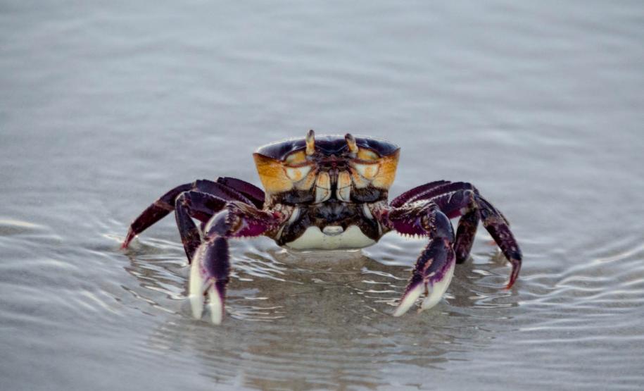 Foto de caranguejo em praia