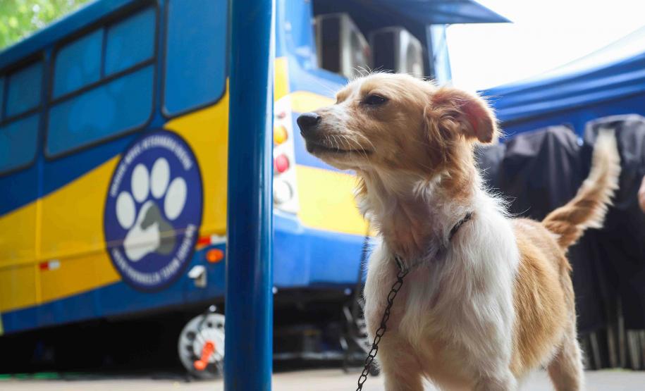 Foto de cachorro aguardando ação do Castrapet
