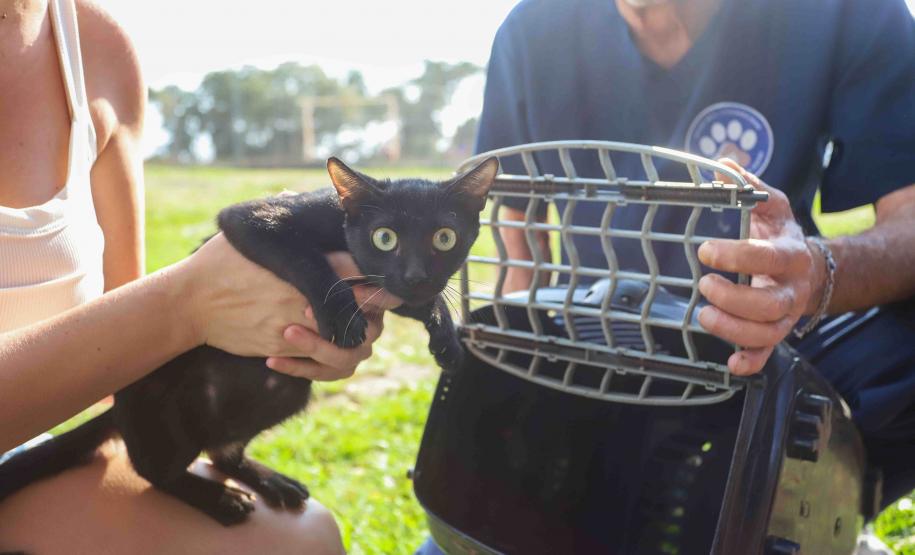 Foto de gato aguardando ação do Castrapet