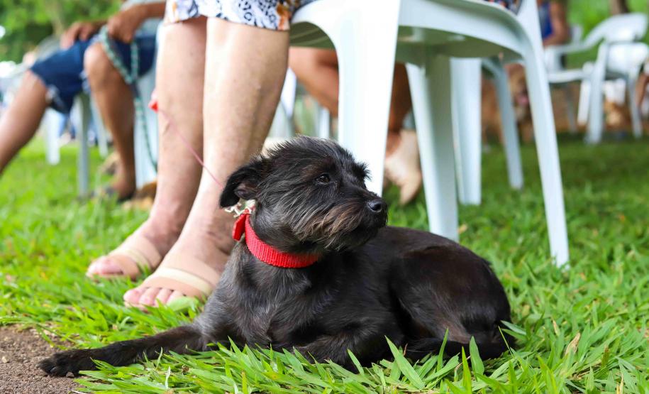 Foto de cachorro aguardando ação do Castrapet
