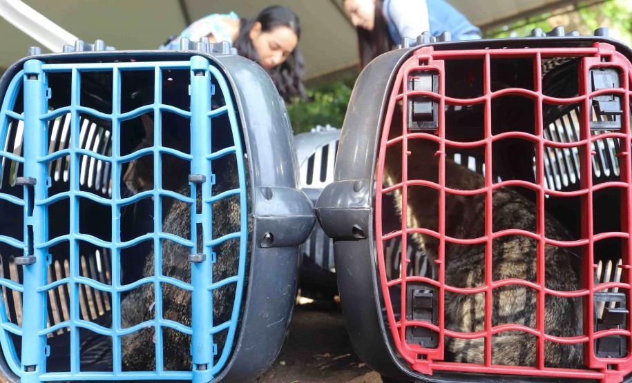 Foto de cachorros em gaiolas de transporte