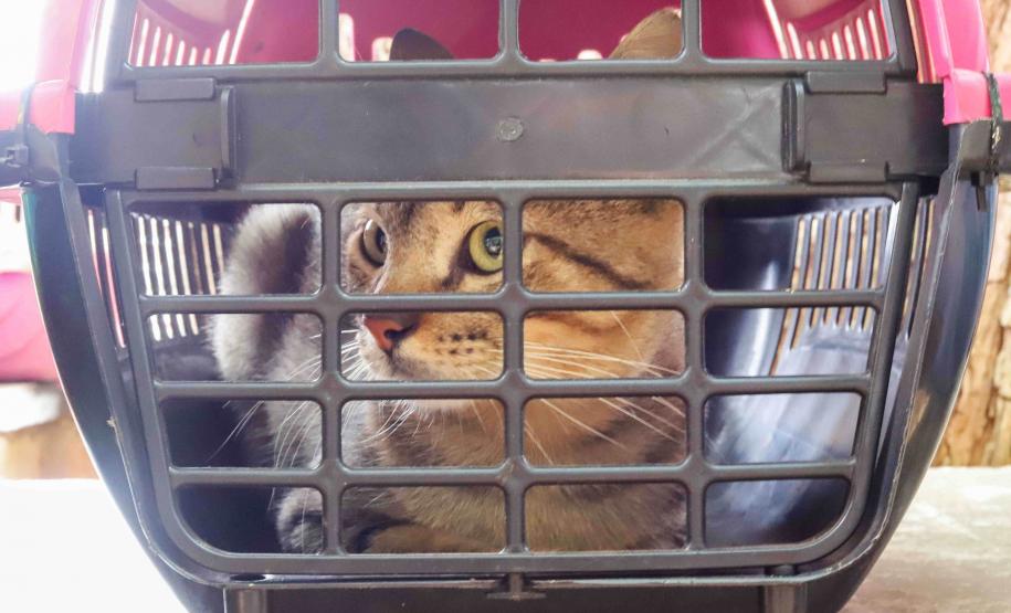 Foto de gato em jaula de transporte