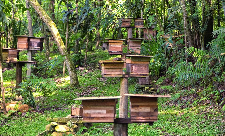 Poliniza Paraná fica entre os 20 projetos mais influentes na América Latina em 2024