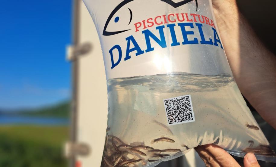 Na primeira fase do Rio Vivo, entre 2021 e 2022, foram soltos 1,1 milhão de peixes nativos no Iguaçu.