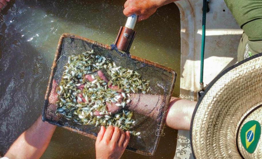 Nova fase do Rio Vivo começa com a soltura de 100 mil peixes no Rio Ivaí, no Noroeste