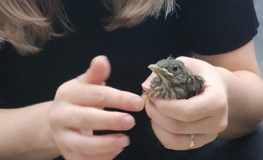 Foto de mulher cuidando de pássaro