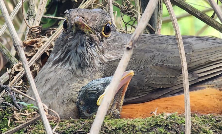 Foto de pássaro em ninho