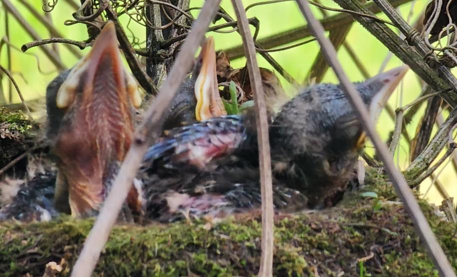 Foto de pássaro em ninho