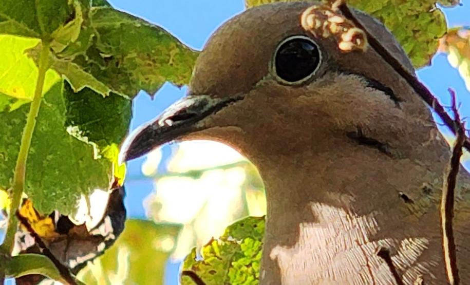 Foto de pássaro em ninho
