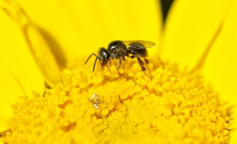 Poliniza Paraná fica entre os 20 projetos mais influentes na América Latina em 2024