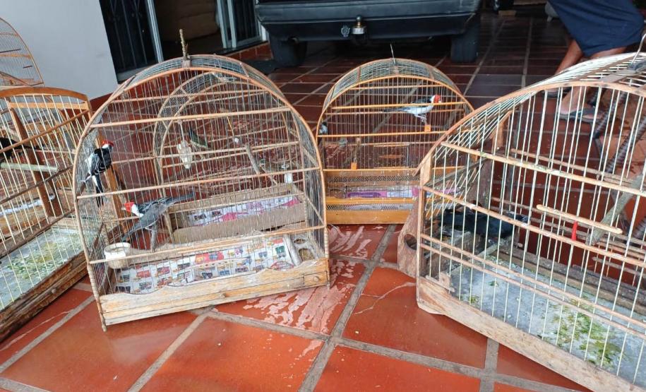 Foto dos pássaros apreendidos em gaiolas