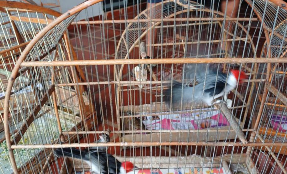 Foto dos pássaros apreendidos em gaiolas