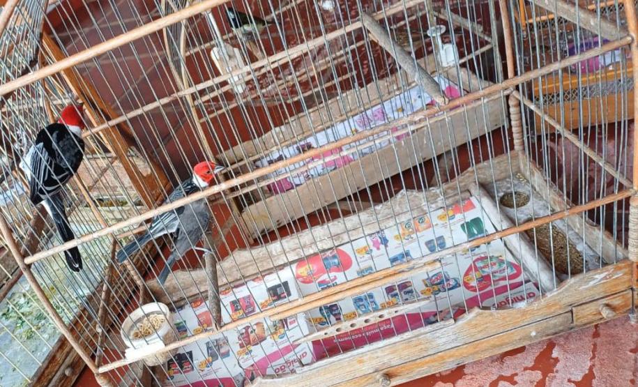 Foto dos pássaros apreendidos em gaiolas