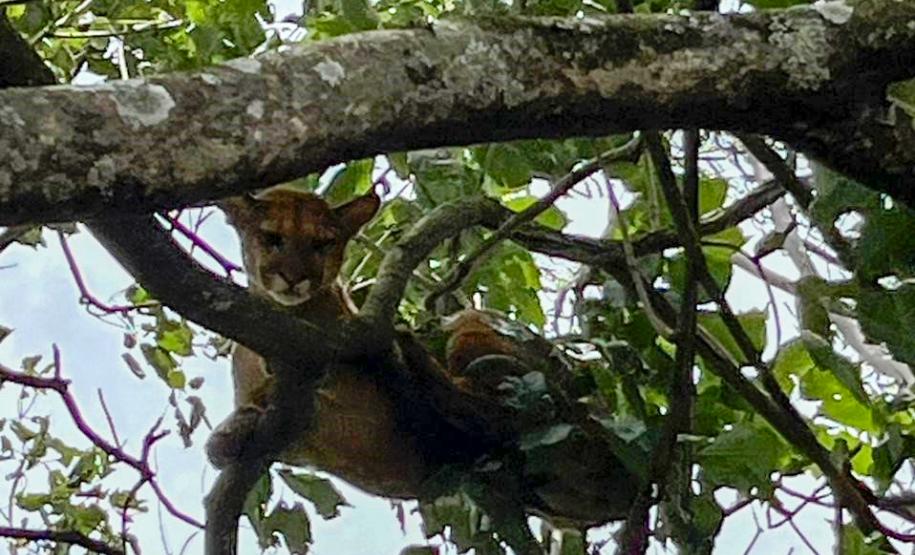 Filhote de onça com ferimentos graves é resgatado por técnicos do IAT em Umuarama