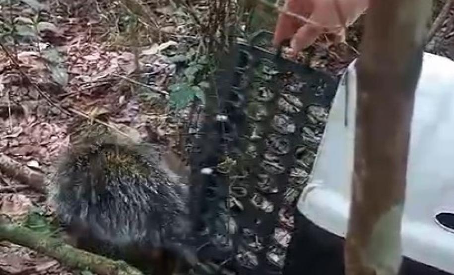 RESGATE DO PORCO ESPINHO