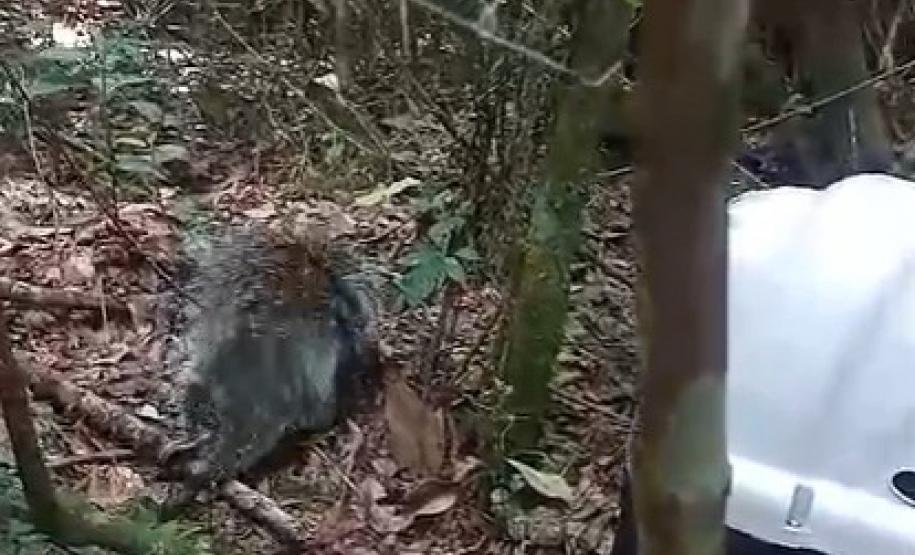 RESGATE DO PORCO ESPINHO