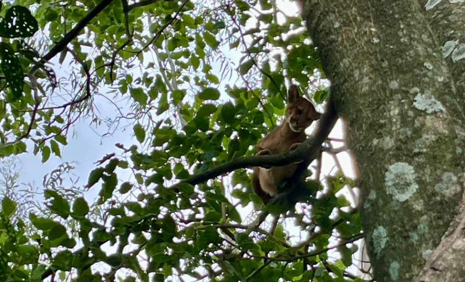 Filhote de onça com ferimentos graves é resgatado por técnicos do IAT em Umuarama