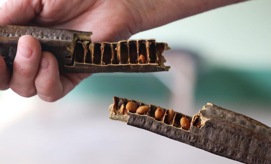 PAISAGEM NATURAL PARANAENSE