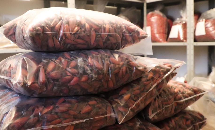 PAISAGEM NATURAL PARANAENSE