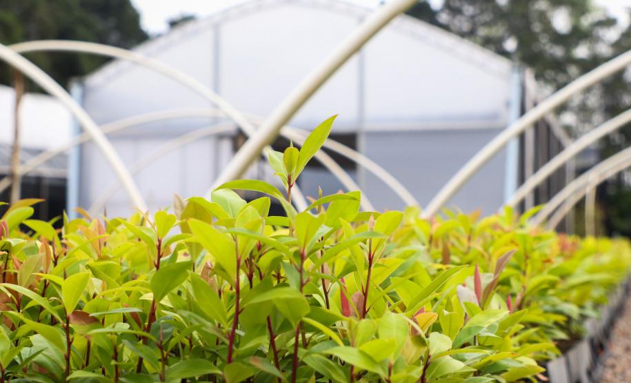 PAISAGEM NATURAL PARANAENSE