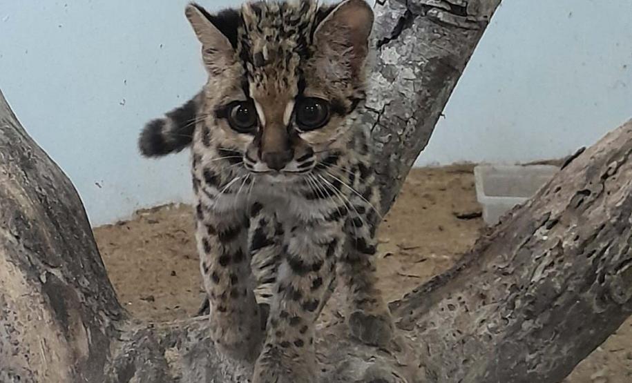 Foto de gato resgatado