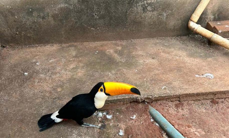 Foto de tucano resgatado