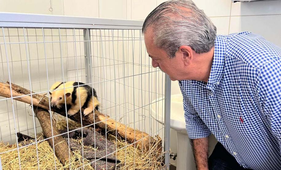 Foto de tamanduá resgatado