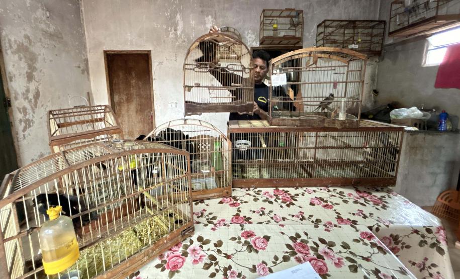 Foto de pássaros resgatados