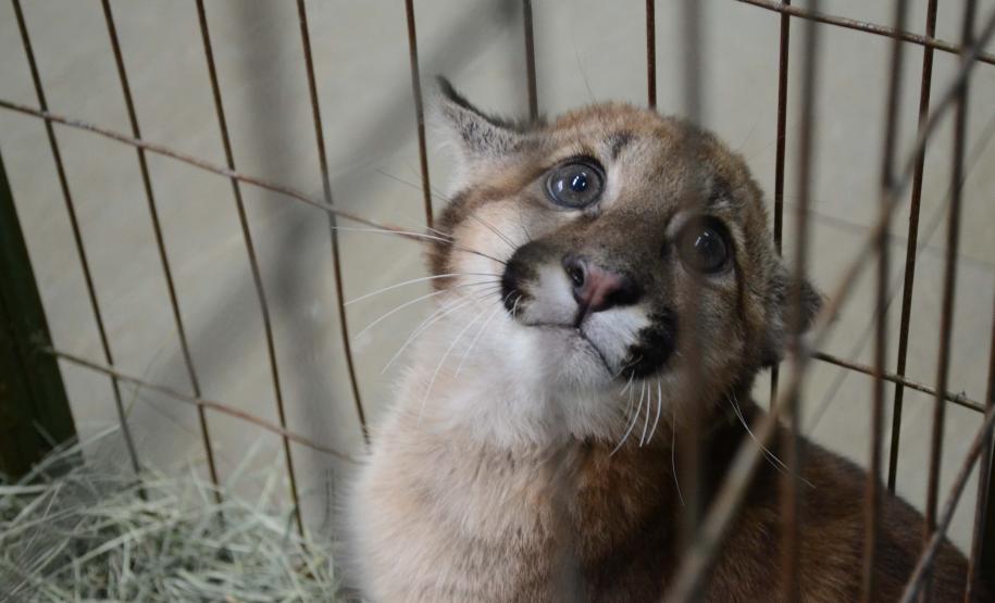 Foto de onça parda resgatada