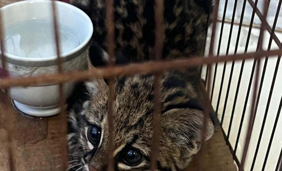 Foto de gato resgatado