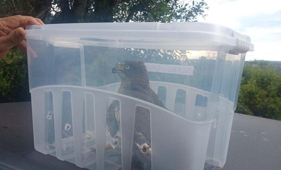 Foto de pássaro resgatado