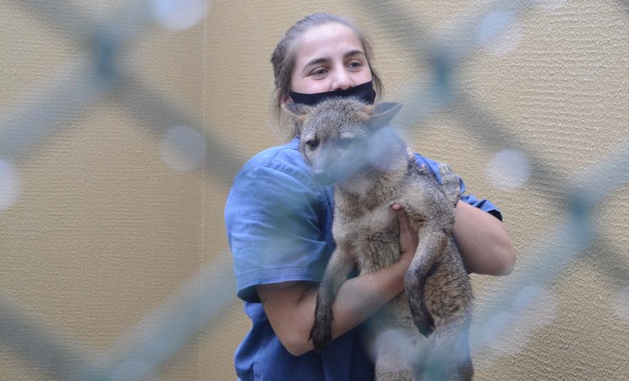 Foto de veterinária cuidando de lobo