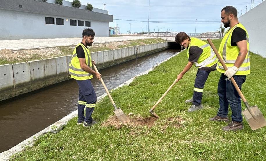 Matinhos: IAT finaliza reflorestamento do Canal da Avenida Paraná com 576 manacás-da-serra