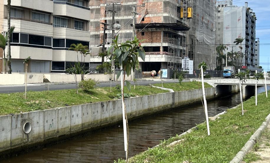Matinhos: IAT finaliza reflorestamento do Canal da Avenida Paraná com 576 manacás-da-serra
