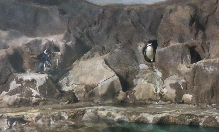 Aquário Marinho de Paranaguá opção em dias de chuva na temporada de verão