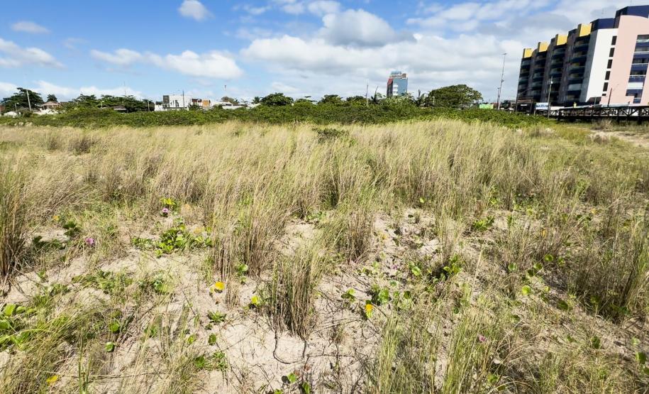 Foto de vegetação da restinga