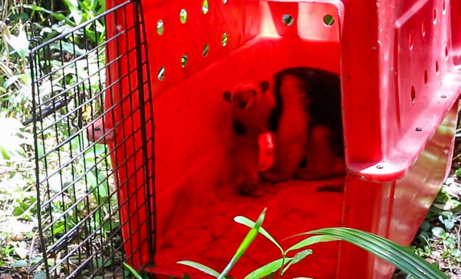 Foto de tamanduá sendo devolvido à natureza