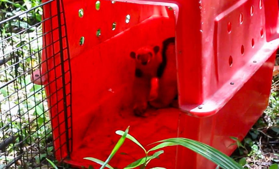 Foto de tamanduá sendo devolvido à natureza