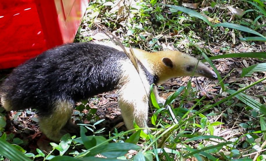 Foto de tamanduá sendo devolvido à natureza