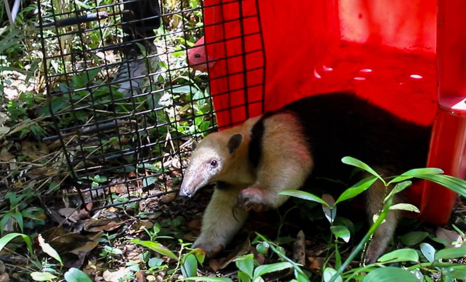 Foto de tamanduá sendo devolvido à natureza