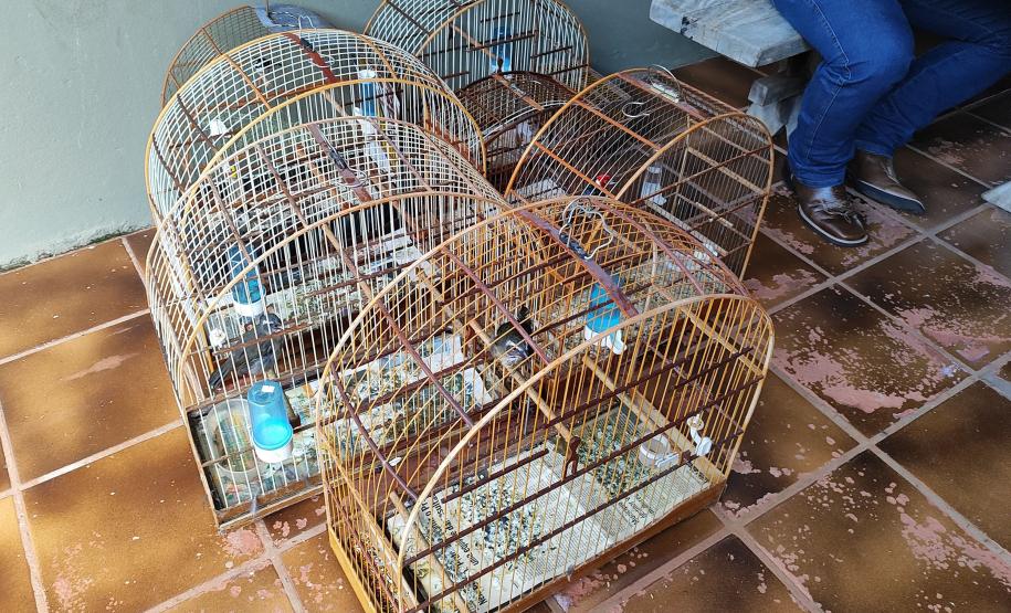 IAT apreendeu cativeiro com 33 aves irregulares em Paranavaí, no Noroeste do Paraná