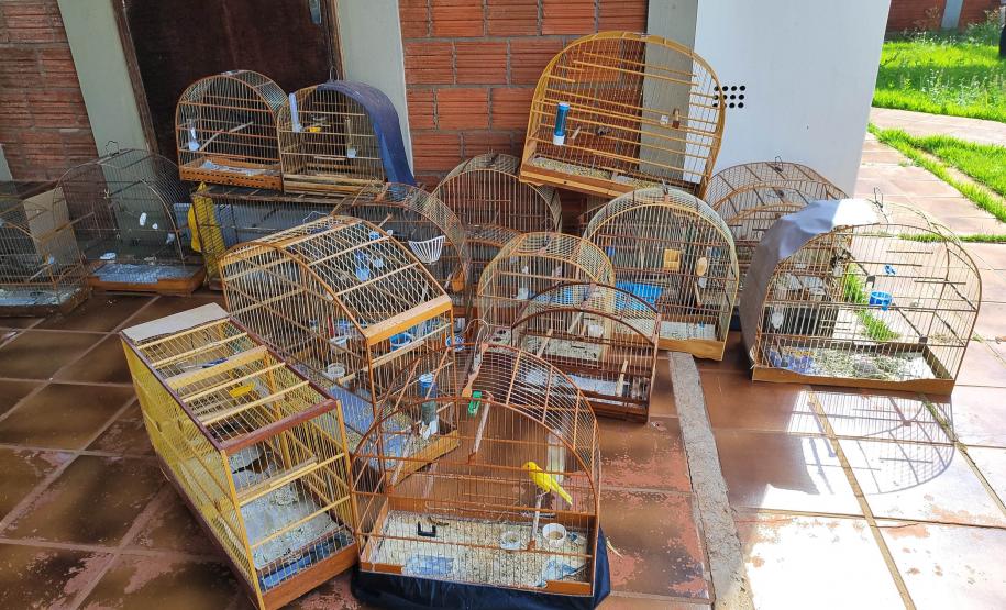 IAT apreendeu cativeiro com 33 aves irregulares em Paranavaí, no Noroeste do Paraná