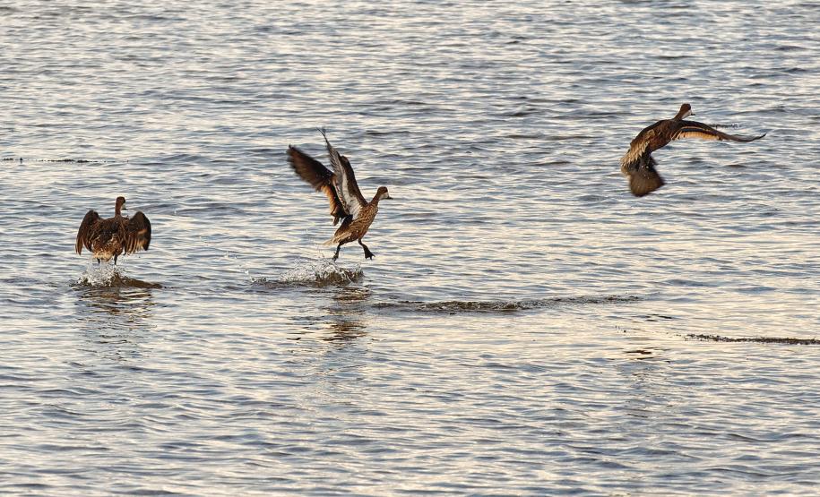 Foto de pássaros avistados durante o passarinhar